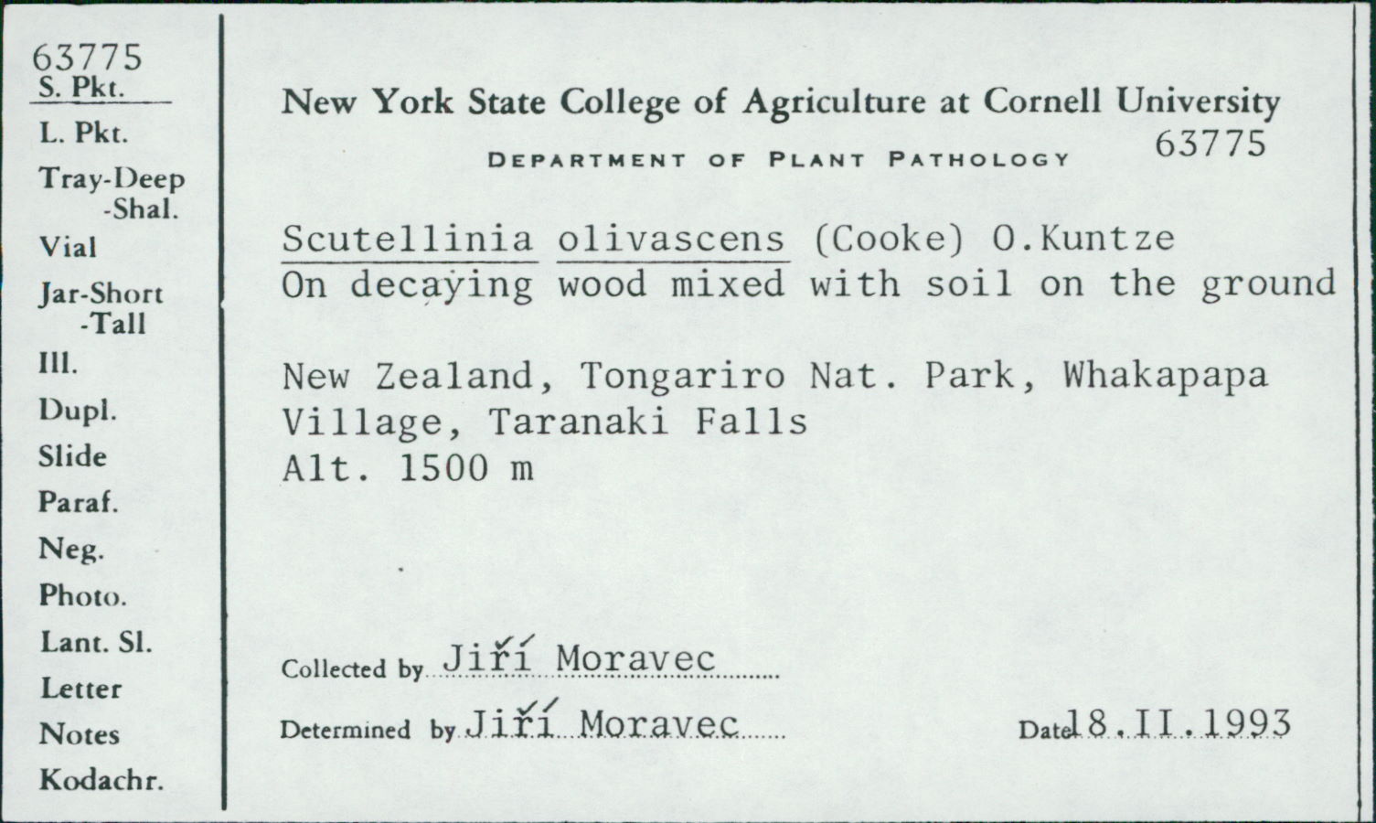Scutellinia olivascens thumbnail