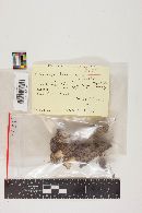 Verpa bohemica image