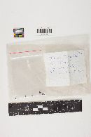 Smardaea planchonis image