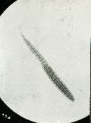 Hygrophoropsis aurantiaca image