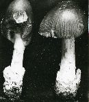 Amanita caesarea image