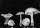 Lactarius torminosus image