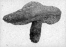 Boletochaete bicolor image