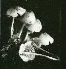 Mycena polygramma image