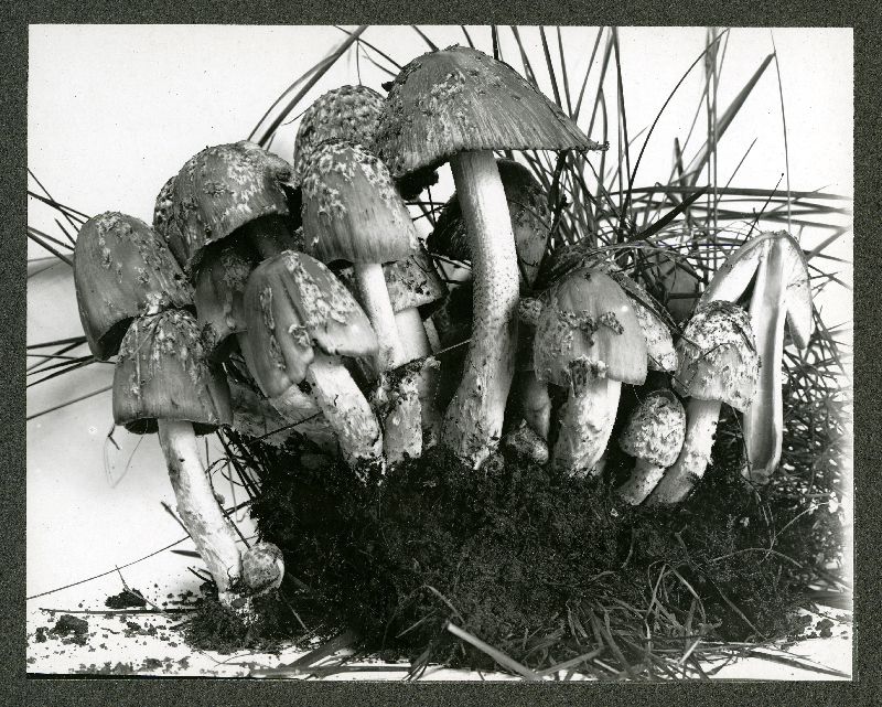 Coprinus ebulbosus image