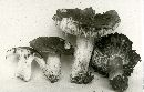 Russula mustelina image