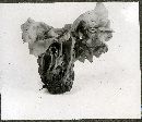 Helvella crispa image