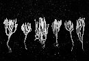Ramariopsis subtilis image