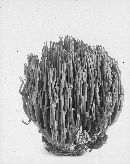 Ramaria stricta image