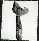 Helvella crispa image