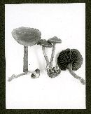 Cortinarius nigrellus image