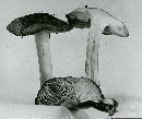 Tricholoma portentosum image