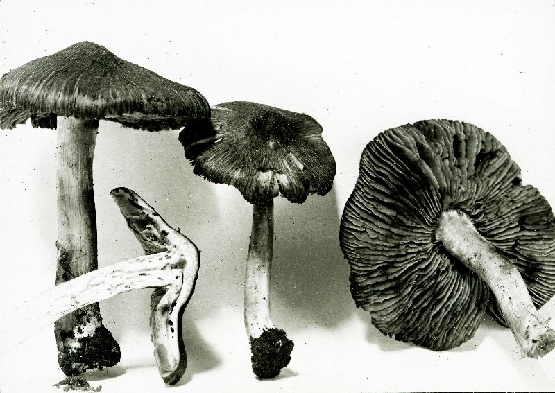 Inocybe curreyi image