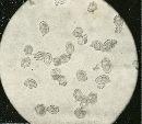 Leptonia subserrulata image
