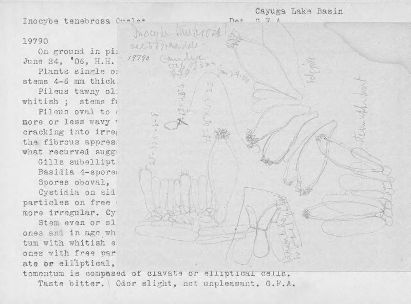 Inocybe tenebrosa image