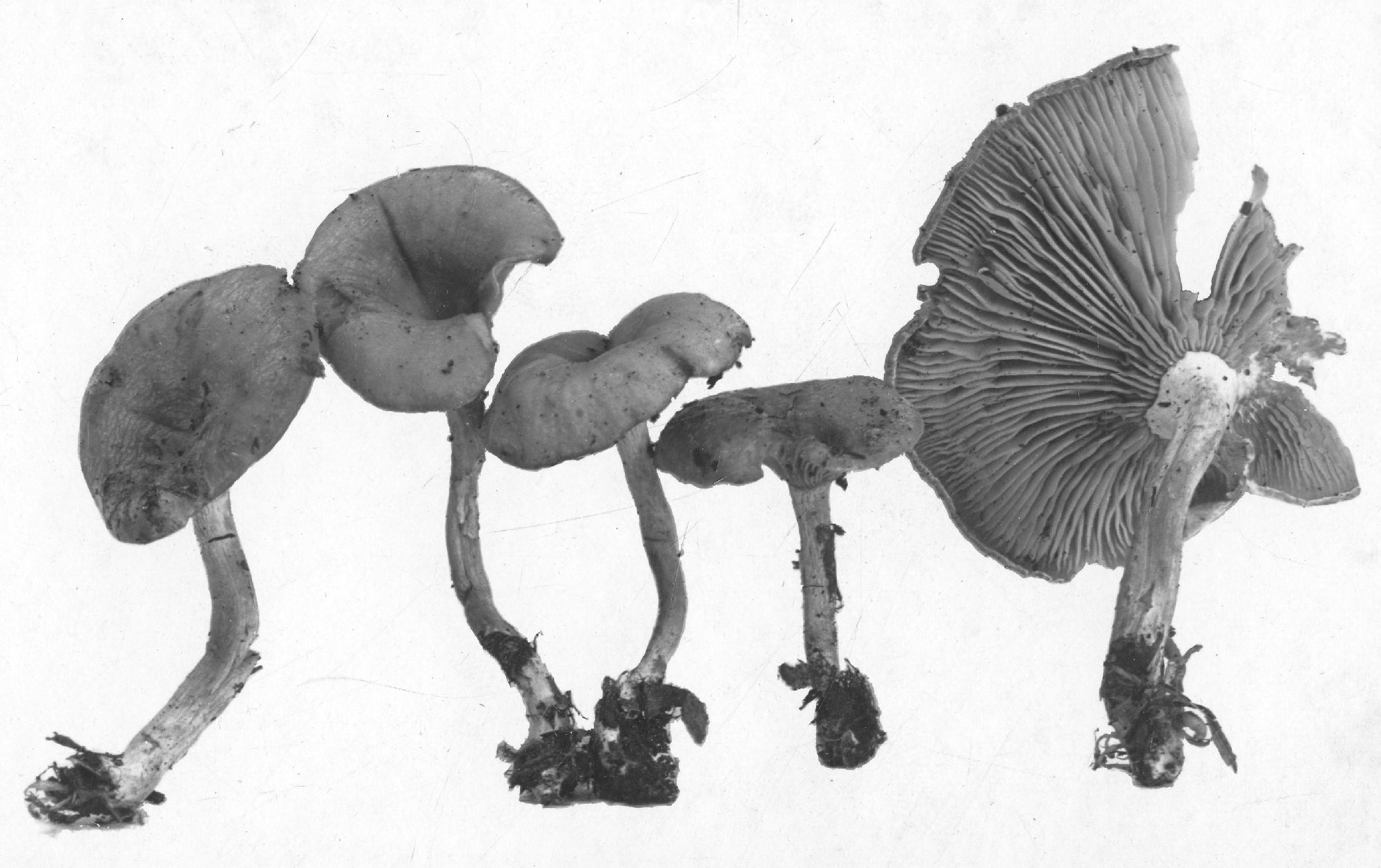 Clitocybe angustissima