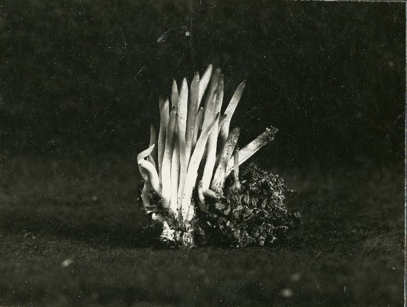 Lachnocladium semivestitum image
