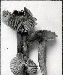 Hygrocybe miniata image