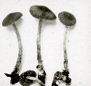 Agrocybe pusiola image