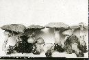 Agaricus comtulus image
