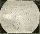 Clitocybe candida image