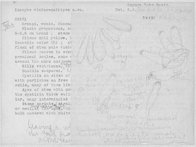 Inocybe violaceoalbipes image