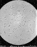 Multiclavula mucida image