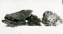 Xanthoporia radiata image
