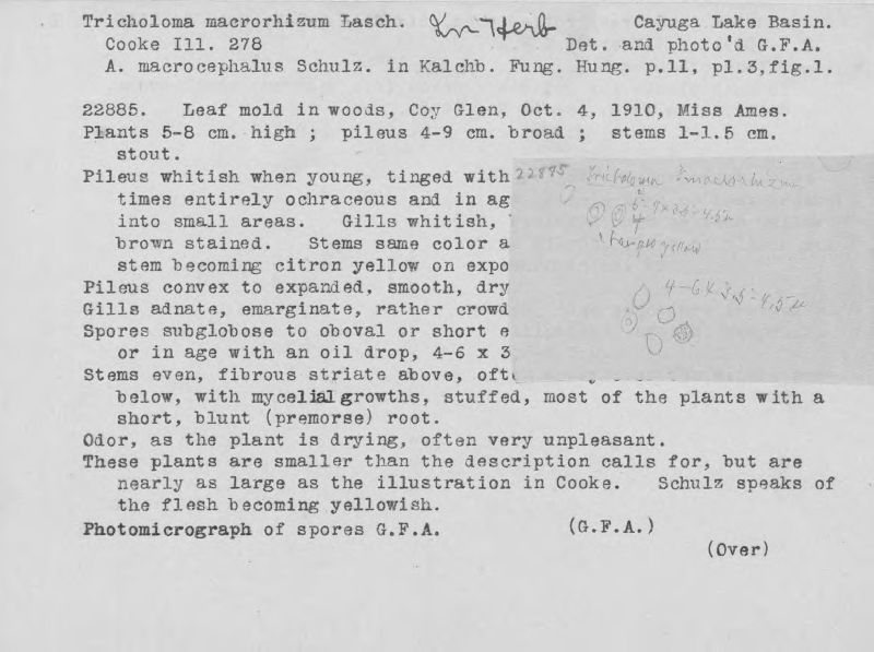 Leucopaxillus macrocephalus image