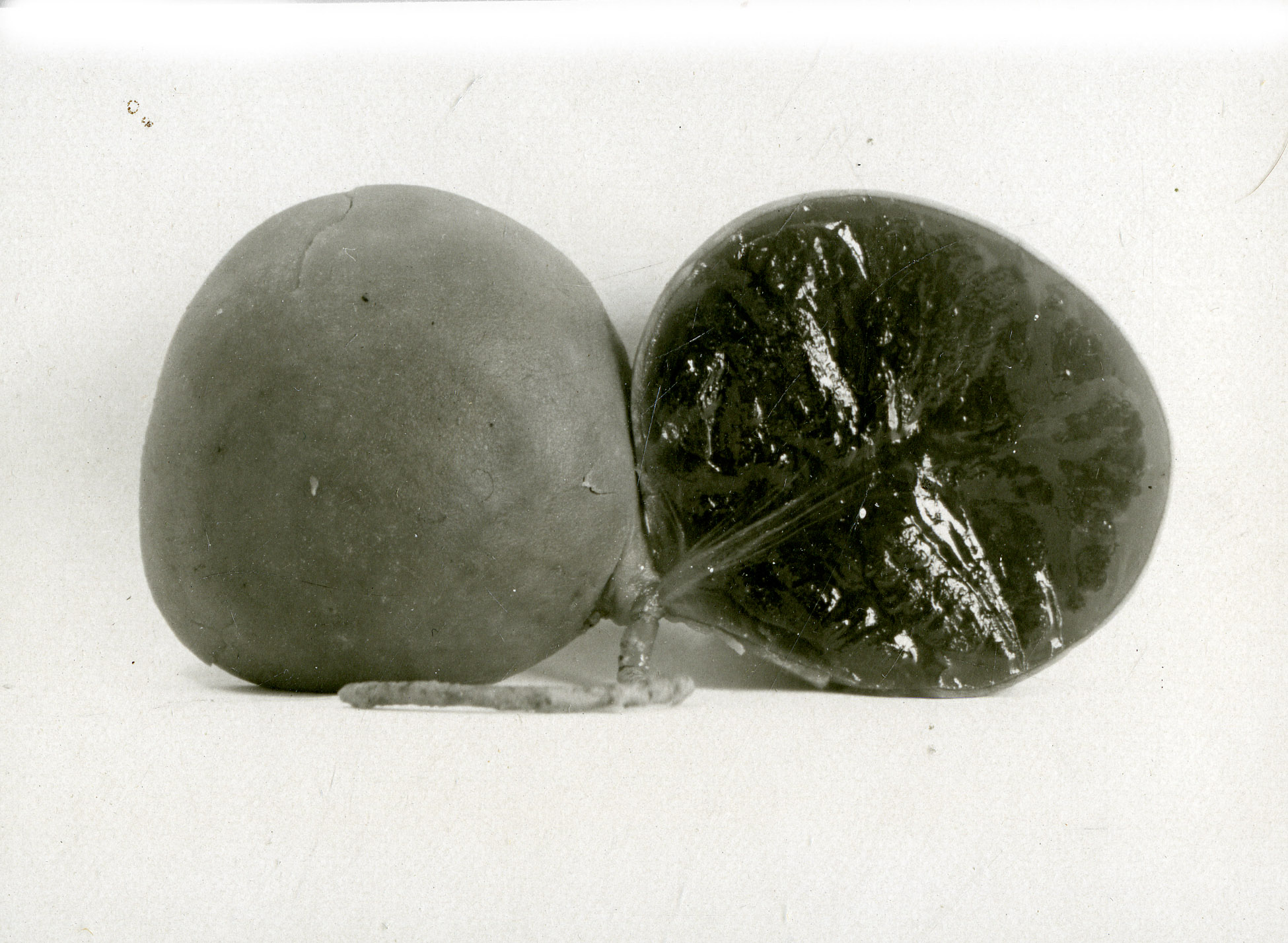 Protubera
