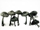 Inocybe lanuginosa image
