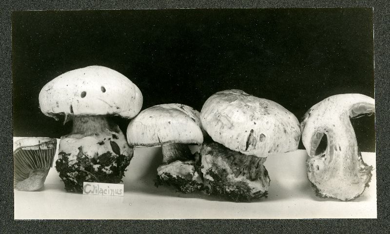 Cortinarius anfractus image