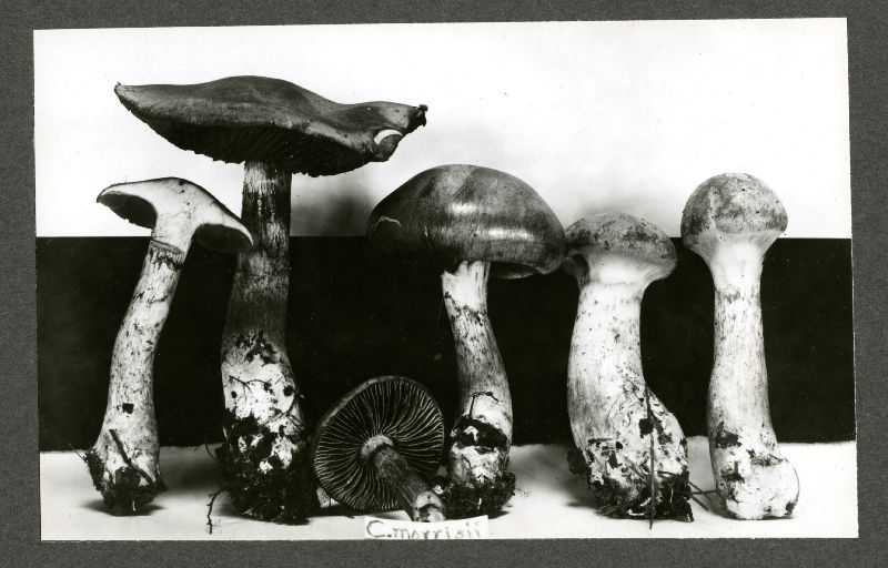 Cortinarius morrisii image