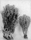 Clavaria abietina image