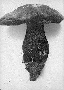 Boletus luridus image