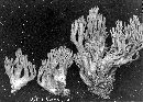 Ramaria formosa image