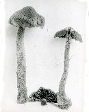 Inocybe hystrix image