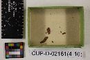 Media resource of Mitruliopsis flavida