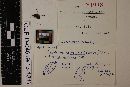 Media resource of Ascophanus incanus
