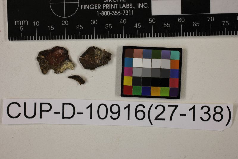 Peziza brunneovinosa image