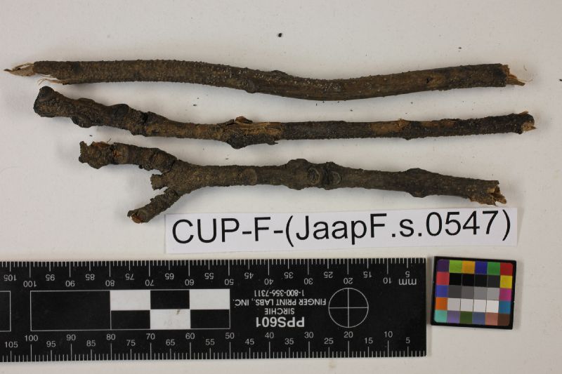 Helicomyces niveus image