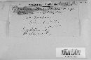 Media resource of Dothidea baccharidis