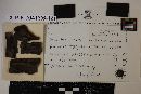 Media resource of Amphisphaeria abietina