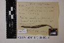 Media resource of Microdiplodia anograe