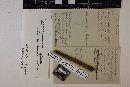 Media resource of Apiosporella cornina