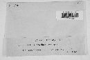 Media resource of Asteridiella arachnoidea