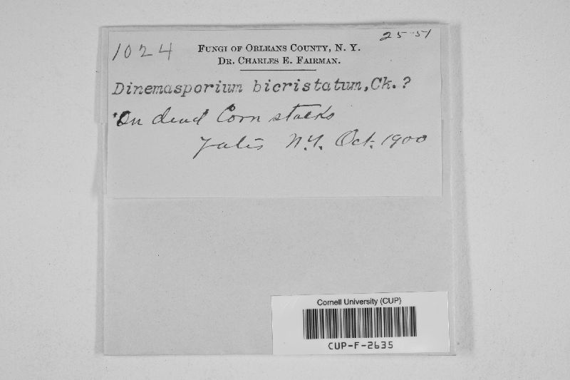 Dinemasporium biaristatum image