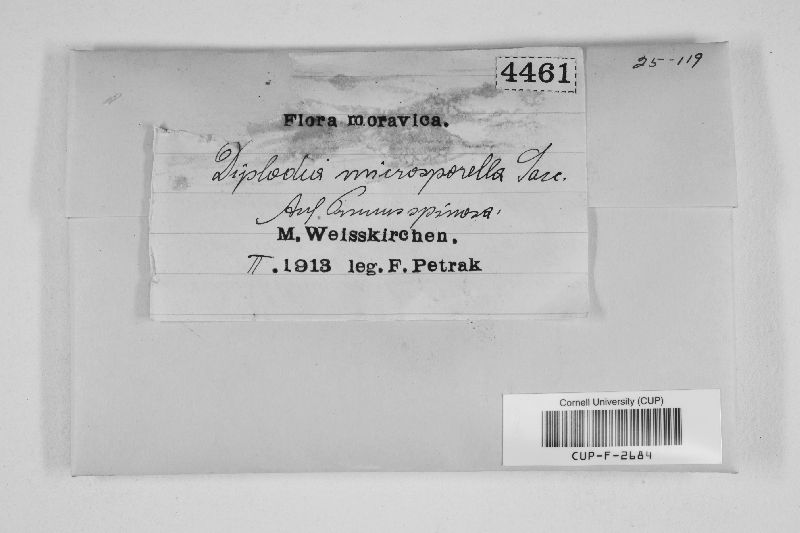 Microdiplodia microsporella image