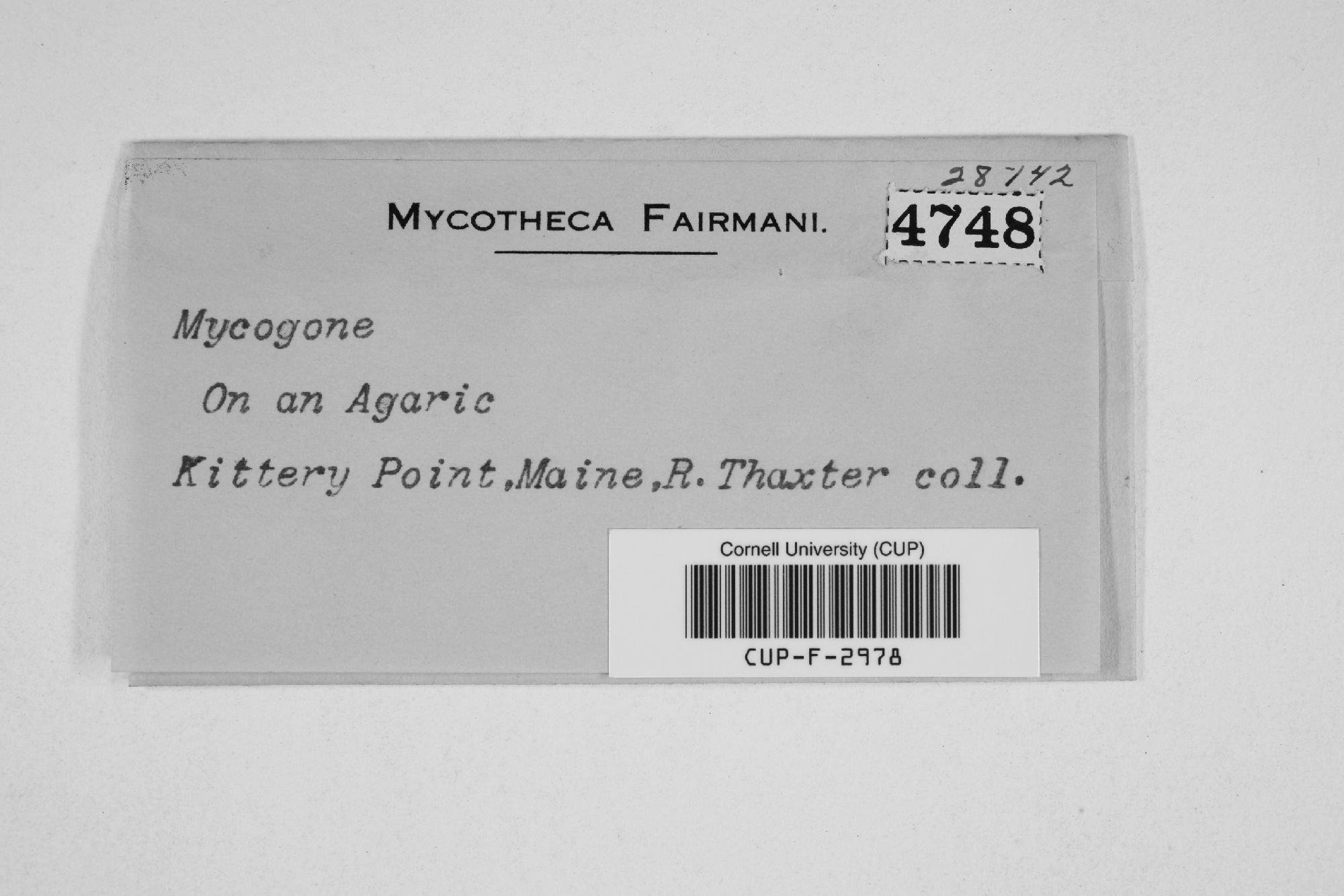 Mycogone