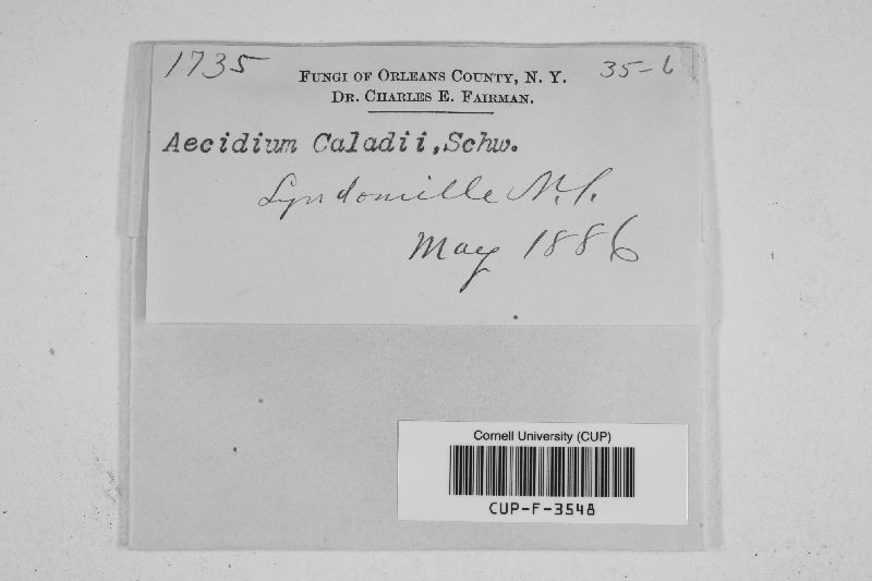 Aecidium caladii image